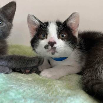 Baby Jane (bonded w/ Digby) -  Domestic Short Hair Cat Available for Adoption in Oakland, California - Baby Jane (bonded W/ Digby) | PetCurious
