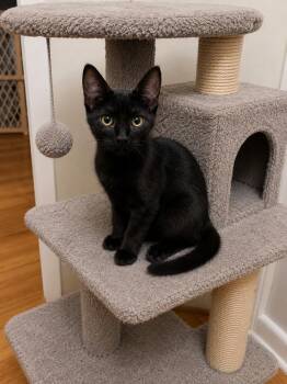 Molly -  Domestic Short Hair Cat for Adoption in Belchertown, Massachusetts - Molly | PetCurious