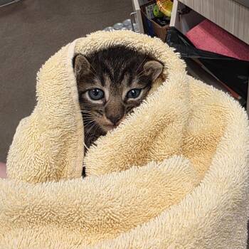 Ken -  Domestic Short Hair Cat for Adoption in Chattanooga, Tennessee - Ken | PetCurious