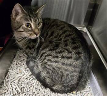 Domestic Short Hair Cats Available for Adoption - RUTH | PetCurious