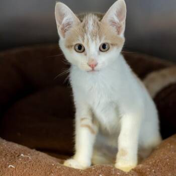 Guppie -  Domestic Short Hair Cat for Adoption - Guppie | PetCurious