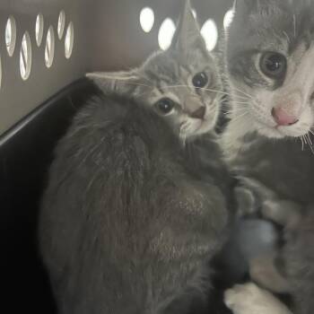 Zelda -  Domestic Short Hair Cat for Adoption in Philadelphia, Pennsylvania - Zelda | PetCurious