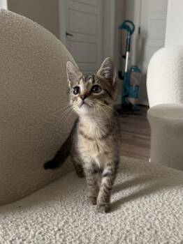 MISA -  Domestic Short Hair Cat for Adoption in Charlotte, North Carolina - MISA | PetCurious