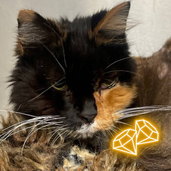 Rescue Domestic Medium Hair Cats for Adoption in East Hampton, New York - Mia | PetCurious