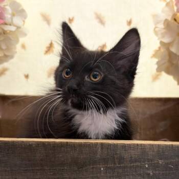 Zuccini -  Domestic Long Hair Cat for Adoption in Newberg, Oregon - Zuccini | PetCurious
