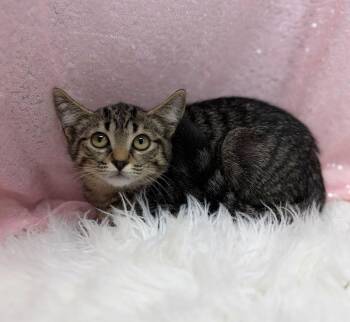 Meownnaise -  Domestic Short Hair Cat for Adoption in Clarkesville, Georgia - Meownnaise | PetCurious