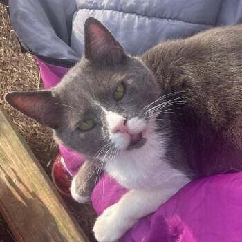 Domestic Short Hair Cats Available for Adoption - Dali | PetCurious