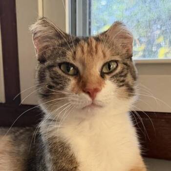 Journey -  Domestic Short Hair Cat for Adoption in Verona, Wisconsin - Journey | PetCurious