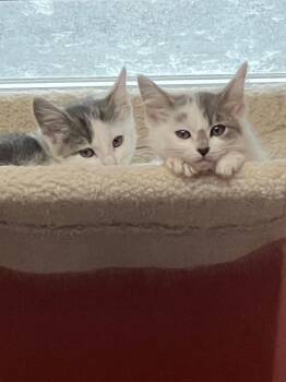 Dolce and Diva -  Domestic Short Hair Cat for Adoption in Cromwell, Kentucky - Dolce And Diva | PetCurious