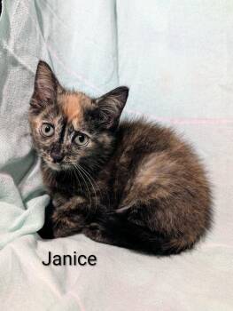 Janice -  Domestic Short Hair Cat for Adoption in Emerald Isle, North Carolina - Janice | PetCurious