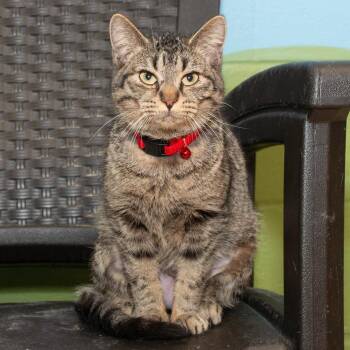 Domestic Short Hair Cats Available for Adoption - Daisy | PetCurious