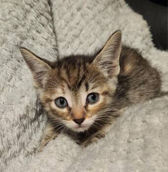Kinara -  Tabby Cat for Adoption in Allen, Texas - Kinara | PetCurious