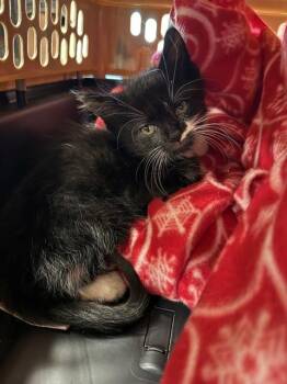 MITTENS -  Domestic Medium Hair Cat for Adoption in Louisville, Kentucky - MITTENS | PetCurious
