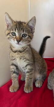 Pamper -  Domestic Short Hair Cat for Adoption in Columbia, Tennessee - Pamper | PetCurious