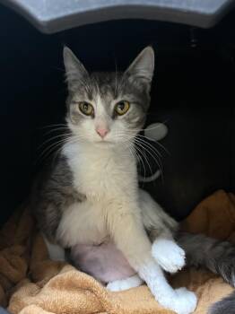 Ivy -  Domestic Short Hair Cat for Adoption in Hendersonville, Tennessee - Ivy | PetCurious