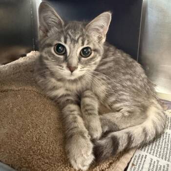 Princess -  Domestic Short Hair Cat for Adoption in Chicago, Illinois - Princess | PetCurious