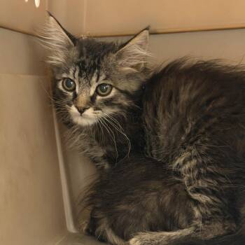 Spick (26-3L-2) -  Domestic Medium Hair Cat for Adoption in Rifle, Colorado - Spick (26-3L-2) | PetCurious