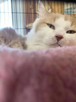 Domestic Long Hair Cats Available for Adoption in Potsdam, New York - Bilbo | PetCurious