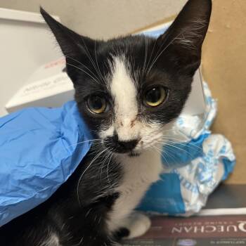 laika -  Domestic Short Hair Cat for Adoption in Yuma, Arizona - Laika | PetCurious