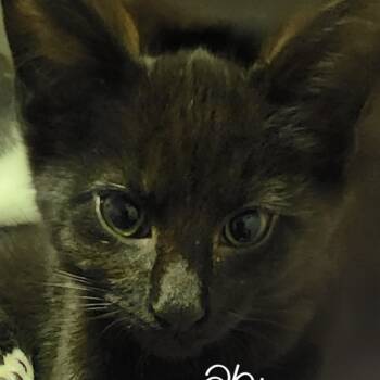 Rescue Domestic Short Hair Cats for Adoption in Evansville, Indiana - Abram | PetCurious