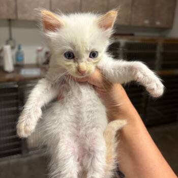 Ricotta -  Domestic Medium Hair Cat for Adoption in Ottawa, Kansas - Ricotta | PetCurious