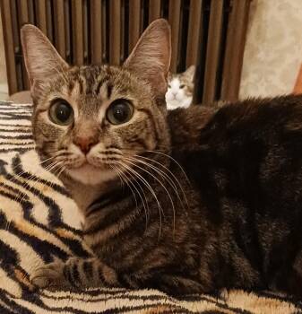 Rescue Domestic Short Hair Cats for Adoption in New York, New York - Odyssey B. - Polydactyl Cutie | PetCurious
