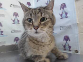 KEEVA -  Domestic Short Hair Cat for Adoption in Orlando, Florida - KEEVA | PetCurious