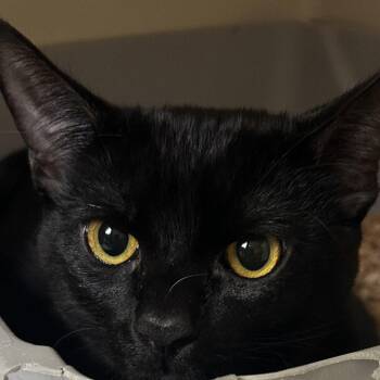 Wednesday -  Domestic Short Hair Cat for Adoption in Dallas, Texas - Wednesday | PetCurious