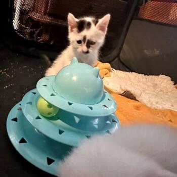 dibbs -  Domestic Short Hair Cat for Adoption - Dibbs | PetCurious
