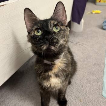 Kensy -  Domestic Medium Hair Cat for Adoption in Liverpool, Texas - Kensy | PetCurious