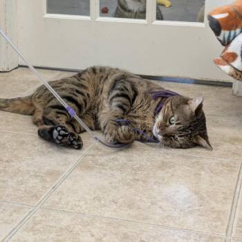 Oliver (FIV) -  Domestic Short Hair Cat Available for Adoption in Ashland, Massachusetts - Oliver (FIV) | PetCurious