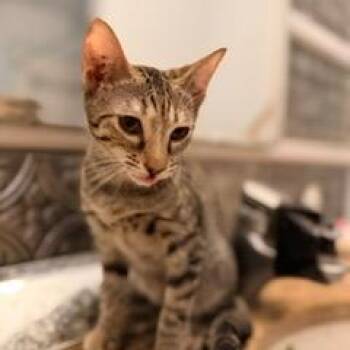 Kiki -  Domestic Short Hair Cat for Adoption in Jupiter, Florida - Kiki | PetCurious