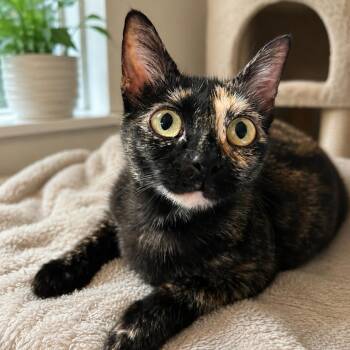 Shellee -  Domestic Short Hair Cat for Adoption in Long Beach, California - Shellee | PetCurious