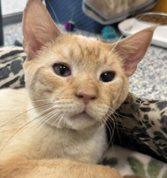 Reggie -  Domestic Short Hair Cat for Adoption in Golden, Colorado - Reggie | PetCurious
