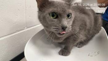 STELLA -  Domestic Short Hair Cat for Adoption in Ocala, Florida - STELLA | PetCurious