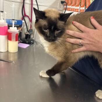 Bambi -  Domestic Long Hair and Siamese Cat for Adoption in Clanton, Alabama - Bambi | PetCurious