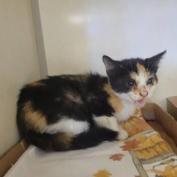 Crossing Guard -  Domestic Medium Hair Cat for Adoption in Westminster, California - Crossing Guard | PetCurious