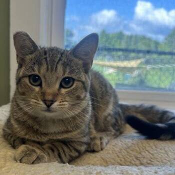 Huffman -  Domestic Short Hair Cat for Adoption in East Montpelier, Vermont - Huffman | PetCurious