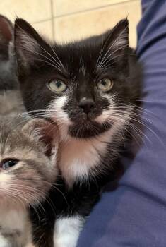 Domestic Short Hair Cats Available for Adoption in East Hanover, New Jersey - Demi Moore | PetCurious