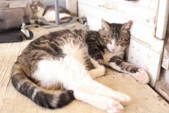 Tabby Cats Available for Adoption - Rogan | PetCurious