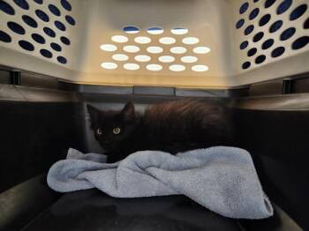 Cersei -  Domestic Medium Hair Cat for Adoption in Santa Rosa, California - Cersei | PetCurious