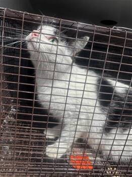 Domestic Short Hair Cats Available for Adoption - A652396 | PetCurious