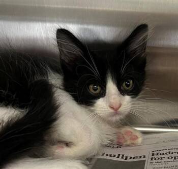 GAMBIT -  Domestic Short Hair Cat for Adoption in Houston, Texas - GAMBIT | PetCurious