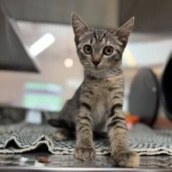 Eggroll -  Domestic Short Hair Cat for Adoption in Bullhead City, Arizona - Eggroll | PetCurious