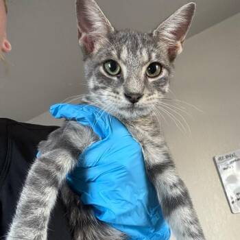 Carino -  Domestic Short Hair Cat for Adoption in Midland, Texas - Carino | PetCurious
