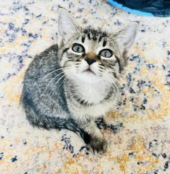 Blossom -  Tabby Cat for Adoption in Arlington, Texas - Blossom | PetCurious