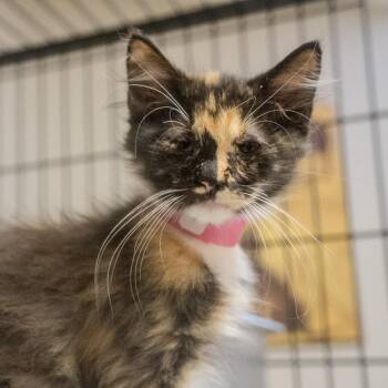 Isabelle -  Domestic Long Hair Cat for Adoption in Pawling, New York - Isabelle | PetCurious