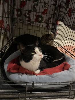 Rescue Domestic Long Hair and Domestic Short Hair Cats for Adoption in Albany, New York - Bertie And Jeeves | PetCurious