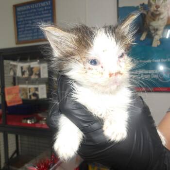 Quentin -  Domestic Short Hair Cat for Adoption in Marble, North Carolina - Quentin | PetCurious
