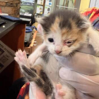 Applejack -  Domestic Short Hair Cat for Adoption in Lynchburg, Virginia - Applejack | PetCurious
